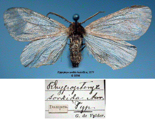 /filer/webapps/moths/media/images/S/sordida_Rhypopteryx_HT_SNHMa.jpg