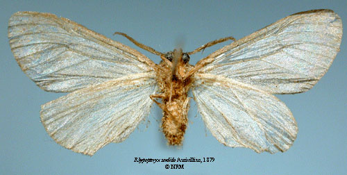 /filer/webapps/moths/media/images/S/sordida_Rhypopteryx_HT_SNHMb.jpg