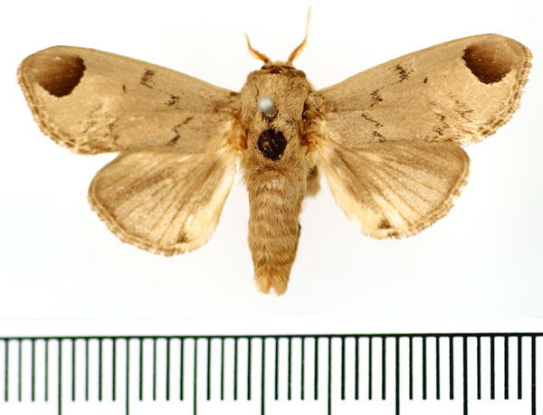 /filer/webapps/moths/media/images/S/sordida_Rhypteira_AF_BMNH.jpg