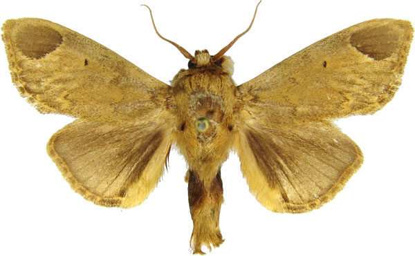/filer/webapps/moths/media/images/S/sordida_Rhypteira_AM_MCJM.jpg