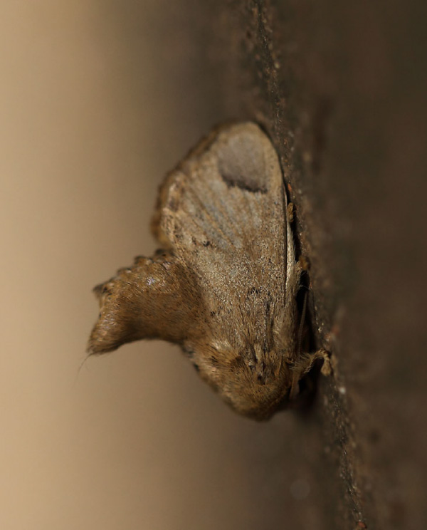 /filer/webapps/moths/media/images/S/sordida_Rhypteira_A_Voaden.jpg