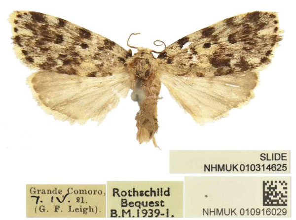 /filer/webapps/moths/media/images/S/sordida_Siccia_AF_BMNH.jpg