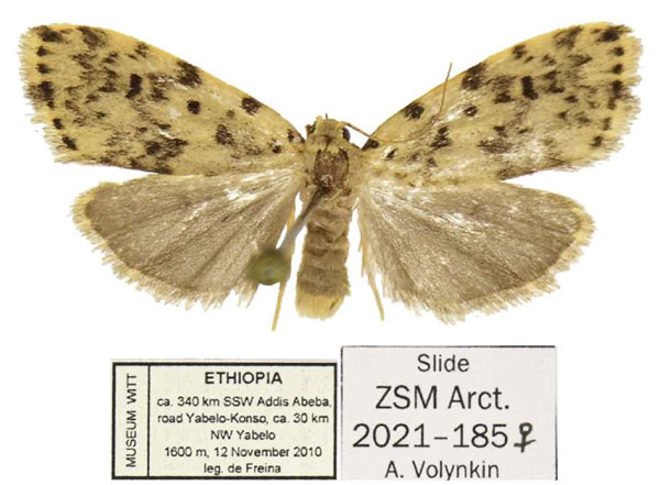 /filer/webapps/moths/media/images/S/sordida_Siccia_AF_MWM.jpg