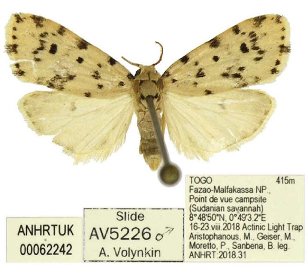 /filer/webapps/moths/media/images/S/sordida_Siccia_AM_ANHRT_01.jpg