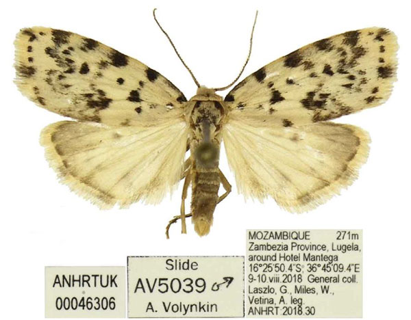 /filer/webapps/moths/media/images/S/sordida_Siccia_AM_ANHRT_02.jpg