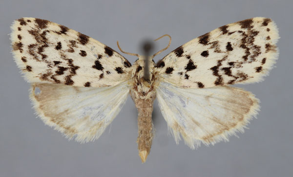 /filer/webapps/moths/media/images/S/sordida_Siccia_A_BMNH.jpg