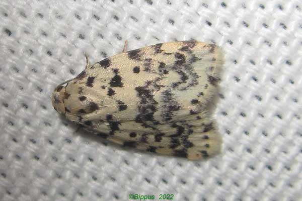/filer/webapps/moths/media/images/S/sordida_Siccia_A_Bippusa.jpg