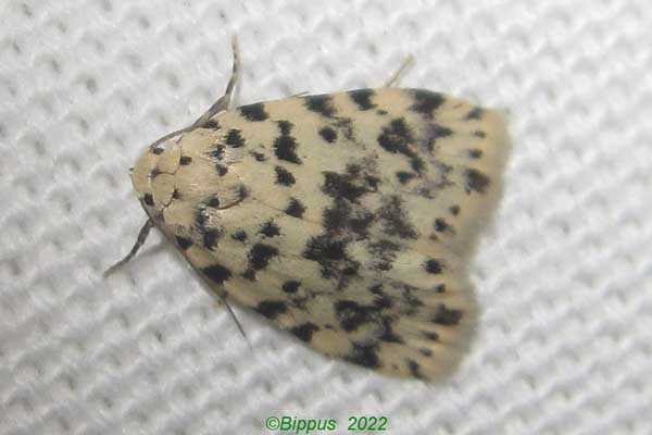 /filer/webapps/moths/media/images/S/sordida_Siccia_A_Bippusb.jpg