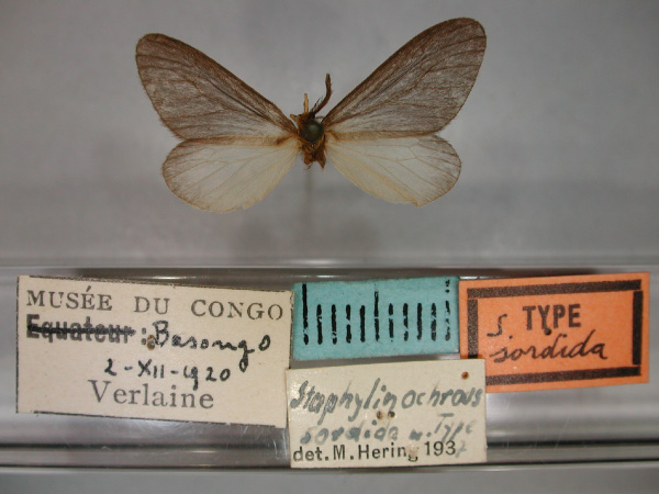 /filer/webapps/moths/media/images/S/sordida_Staphylinochrous_HT_RMCA_01.jpg