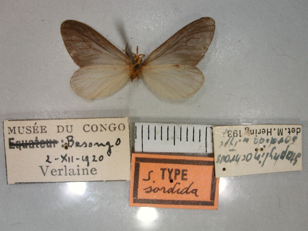 /filer/webapps/moths/media/images/S/sordida_Staphylinochrous_HT_RMCA_02.jpg