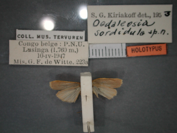 /filer/webapps/moths/media/images/S/sordidula_Pusiola_HT_RMCA_02.jpg