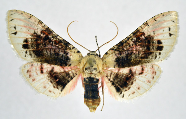 /filer/webapps/moths/media/images/S/sordidula_Rhodoneura_AF_NHMO_01.jpg