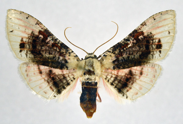 /filer/webapps/moths/media/images/S/sordidula_Rhodoneura_AF_NHMO_02.jpg