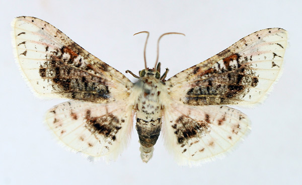 /filer/webapps/moths/media/images/S/sordidula_Rhodoneura_AF_TMSA.jpg