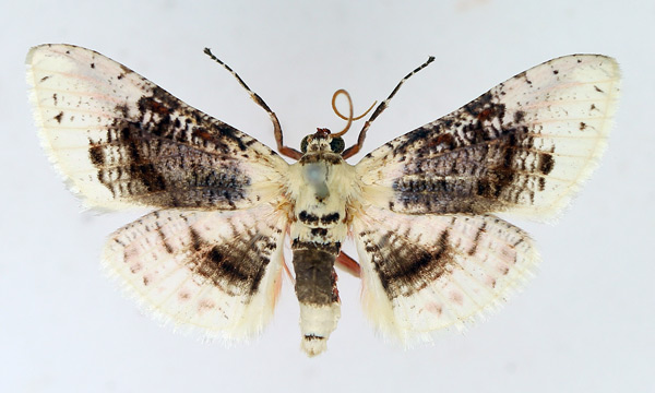/filer/webapps/moths/media/images/S/sordidula_Rhodoneura_AM_TMSA.jpg