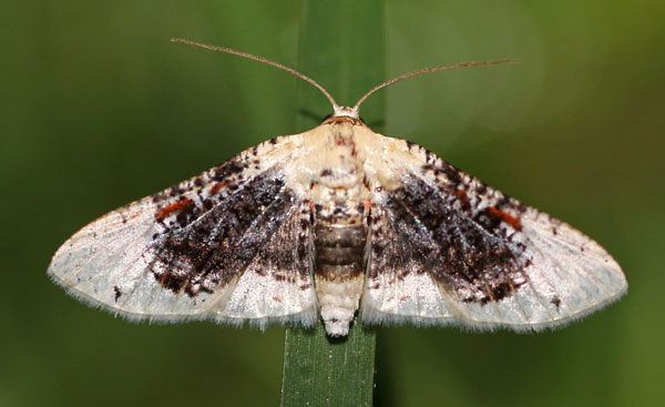 /filer/webapps/moths/media/images/S/sordidula_Rhodoneura_A_Voaden.jpg