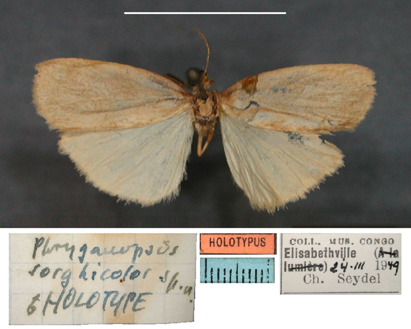 /filer/webapps/moths/media/images/S/sorghicolor_Pusiola_HT_RMCAa.jpg