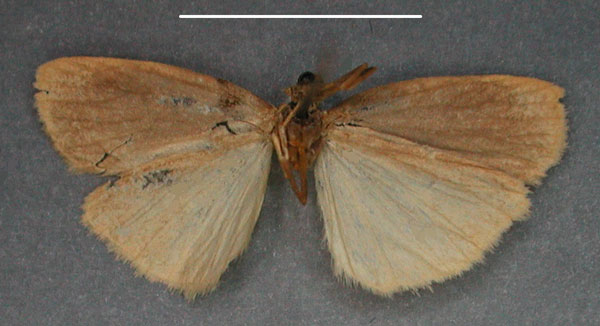 /filer/webapps/moths/media/images/S/sorghicolor_Pusiola_HT_RMCAb.jpg