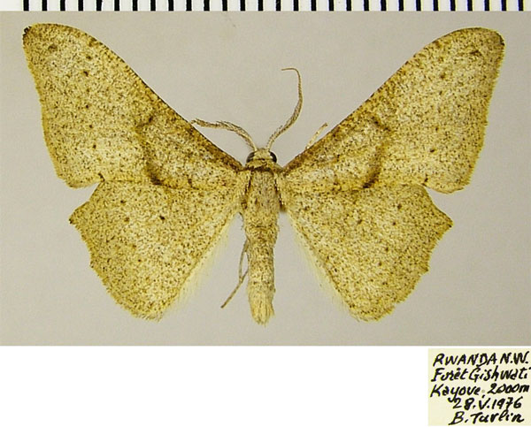 /filer/webapps/moths/media/images/S/soricina_Xenimpia_AM_ZSM.jpg