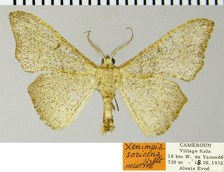/filer/webapps/moths/media/images/S/soricina_Xenimpia_HT_ZSMa.jpg