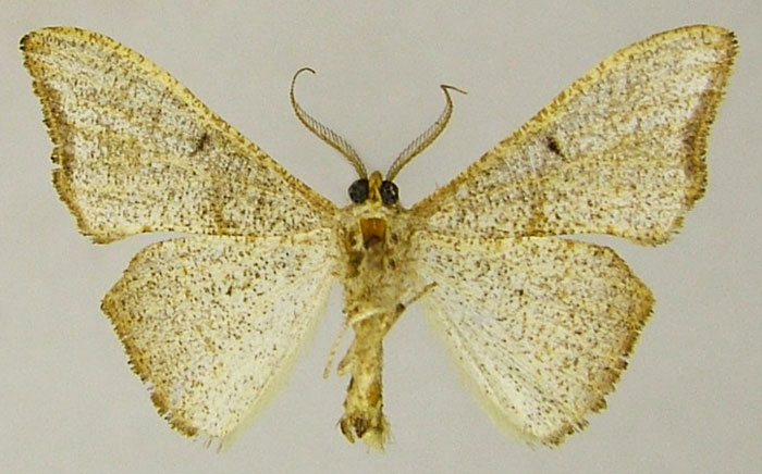 /filer/webapps/moths/media/images/S/soricina_Xenimpia_HT_ZSMb.jpg