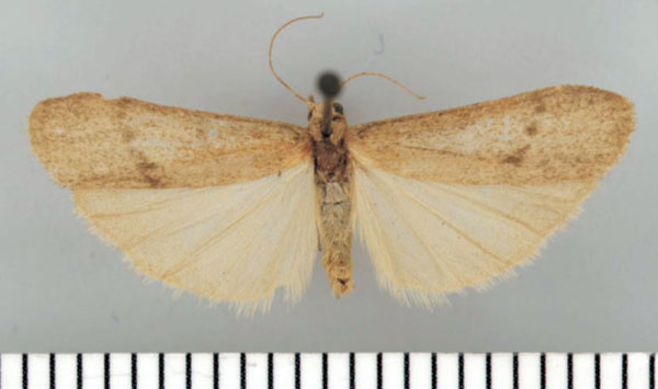 /filer/webapps/moths/media/images/S/soricinum_Entephrilema_HT_TMSA.jpg
