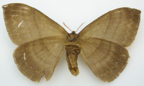 /filer/webapps/moths/media/images/S/soricis_Hoplojana_HT_NHMUKb.jpg