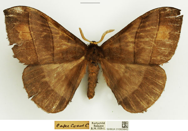 /filer/webapps/moths/media/images/S/soricis_Hoplojana_PTM_NHMUK.jpg