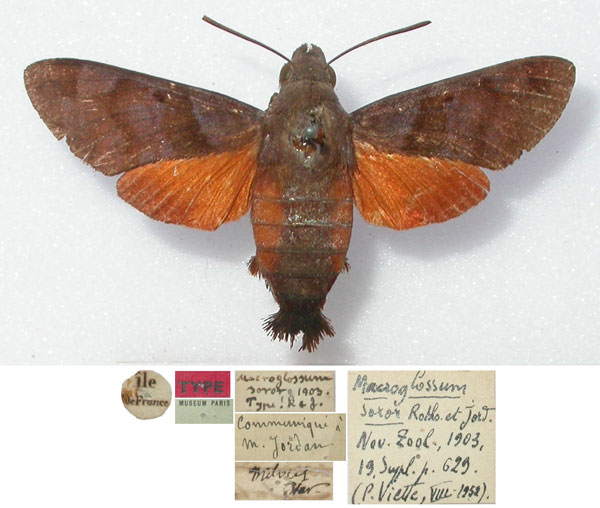 /filer/webapps/moths/media/images/S/soror_Macroglossum_HT_MNHN.jpg