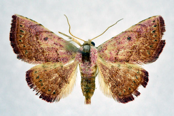 /filer/webapps/moths/media/images/S/sororcula_Eublemma_AF_NHMO.jpg