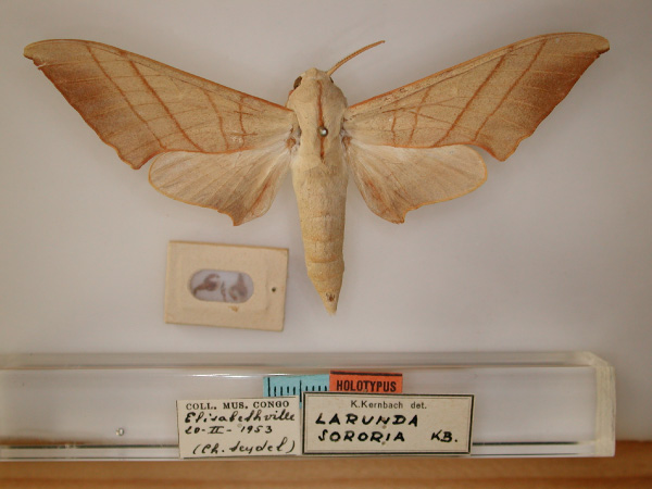 /filer/webapps/moths/media/images/S/sororia_Pseudoclanis_HT_RMCA_01.jpg