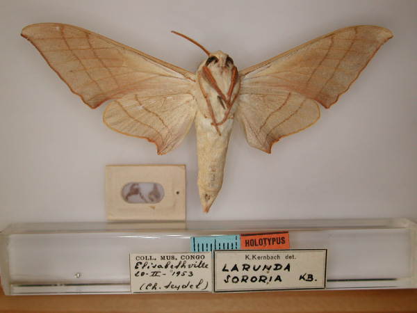 /filer/webapps/moths/media/images/S/sororia_Pseudoclanis_HT_RMCA_02.jpg