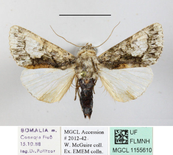/filer/webapps/moths/media/images/S/sospita_Aedia_A_MGCLa_01.JPG