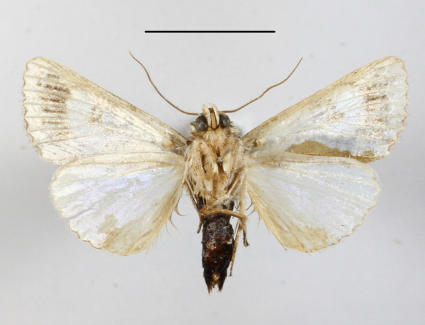 /filer/webapps/moths/media/images/S/sospita_Aedia_A_MGCLb_01.JPG