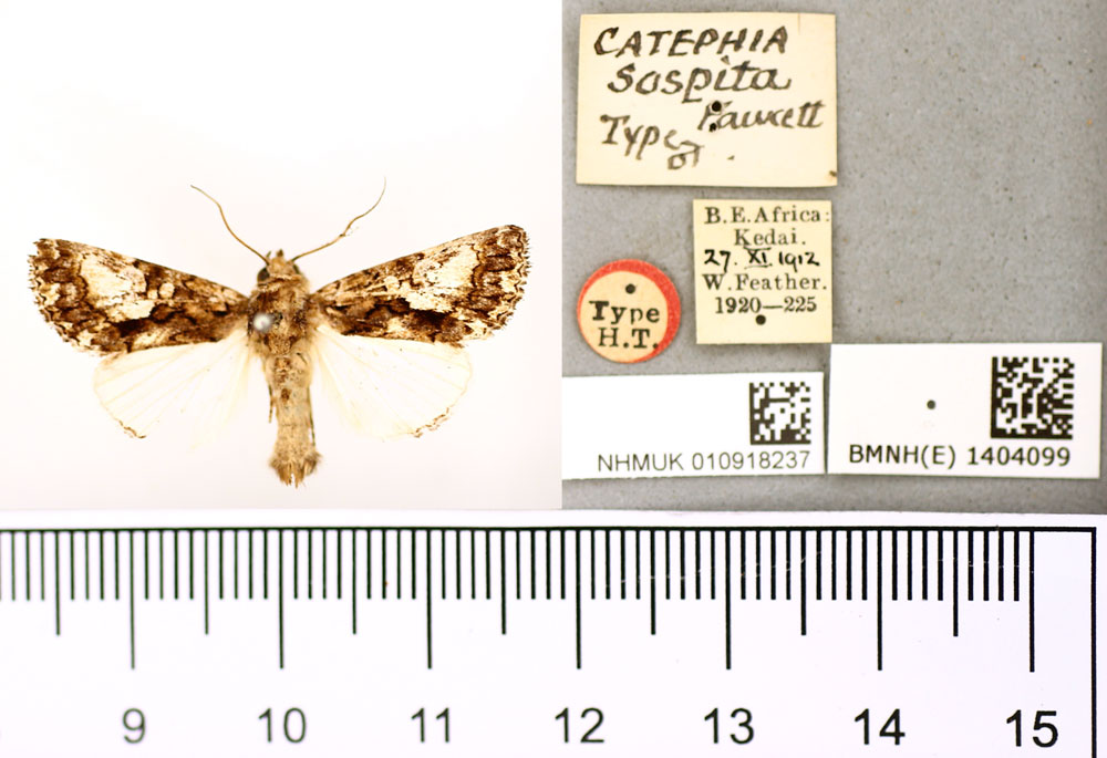 /filer/webapps/moths/media/images/S/sospita_Catephia_HT_BMNH.jpg