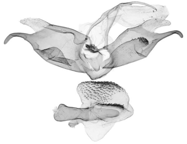 /filer/webapps/moths/media/images/S/sosta_Siccasura_GMHT_ANHRT-6176.jpg