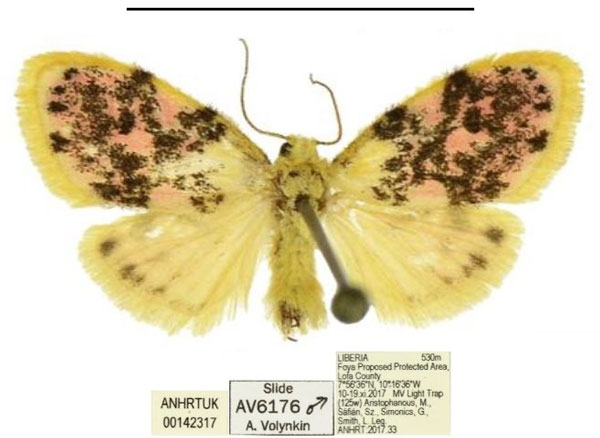 /filer/webapps/moths/media/images/S/sosta_Siccasura_HT_ANHRT.jpg
