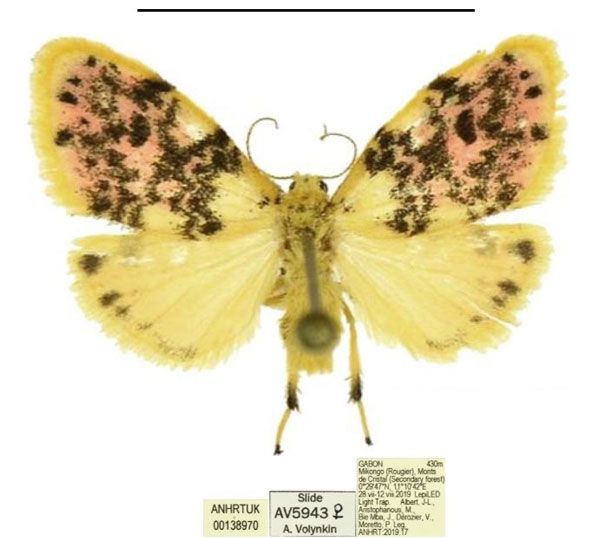 /filer/webapps/moths/media/images/S/sosta_Siccasura_PTF_ANHRT.jpg