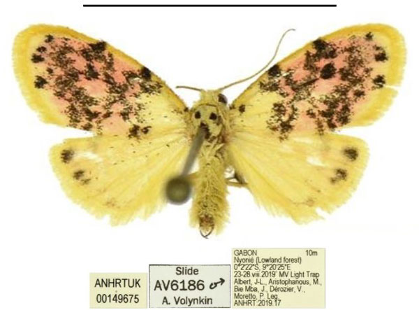 /filer/webapps/moths/media/images/S/sosta_Siccasura_PTM_ANHRT.jpg