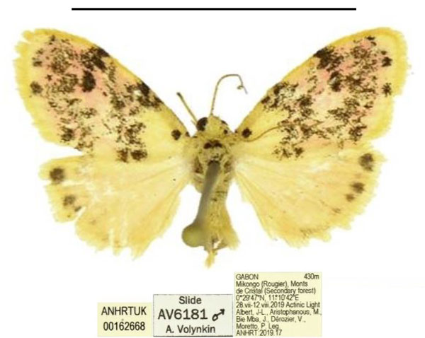 /filer/webapps/moths/media/images/S/sosta_Siccasura_PTM_ANHRT_02.jpg