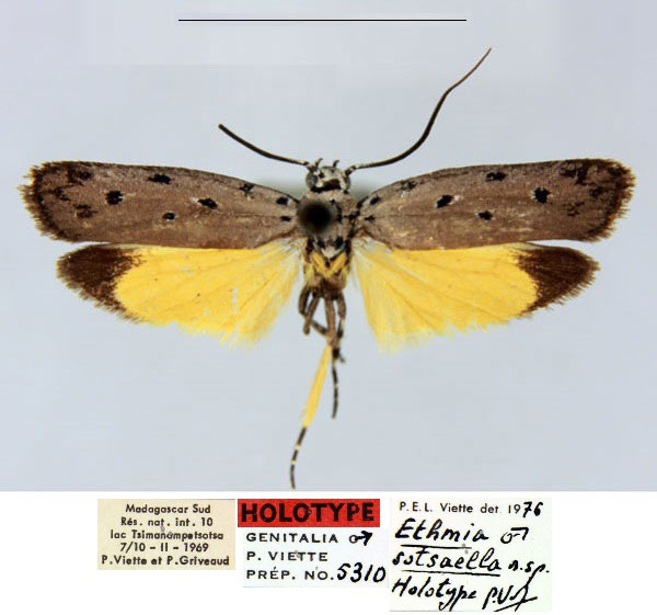 /filer/webapps/moths/media/images/S/sotsaella_Ethmia_HT_MNHN_AMbVrGa.jpg