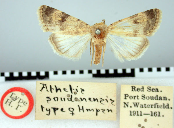 /filer/webapps/moths/media/images/S/soudanensis_Athetis_HT_BMNH.jpg