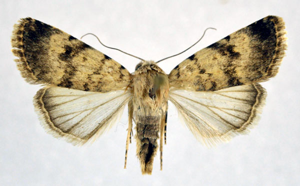 /filer/webapps/moths/media/images/S/soudanensis_Caradrina_A_NHMO.jpg