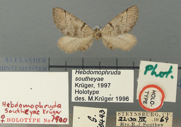 /filer/webapps/moths/media/images/S/southeyae_Hebdomophruda_HT_TMSA.jpg