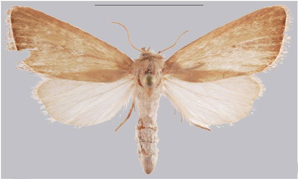 /filer/webapps/moths/media/images/S/soyema_Sesamia_HT_MNHNa.jpg