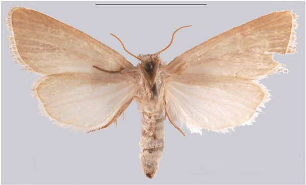 /filer/webapps/moths/media/images/S/soyema_Sesamia_HT_MNHNb.jpg