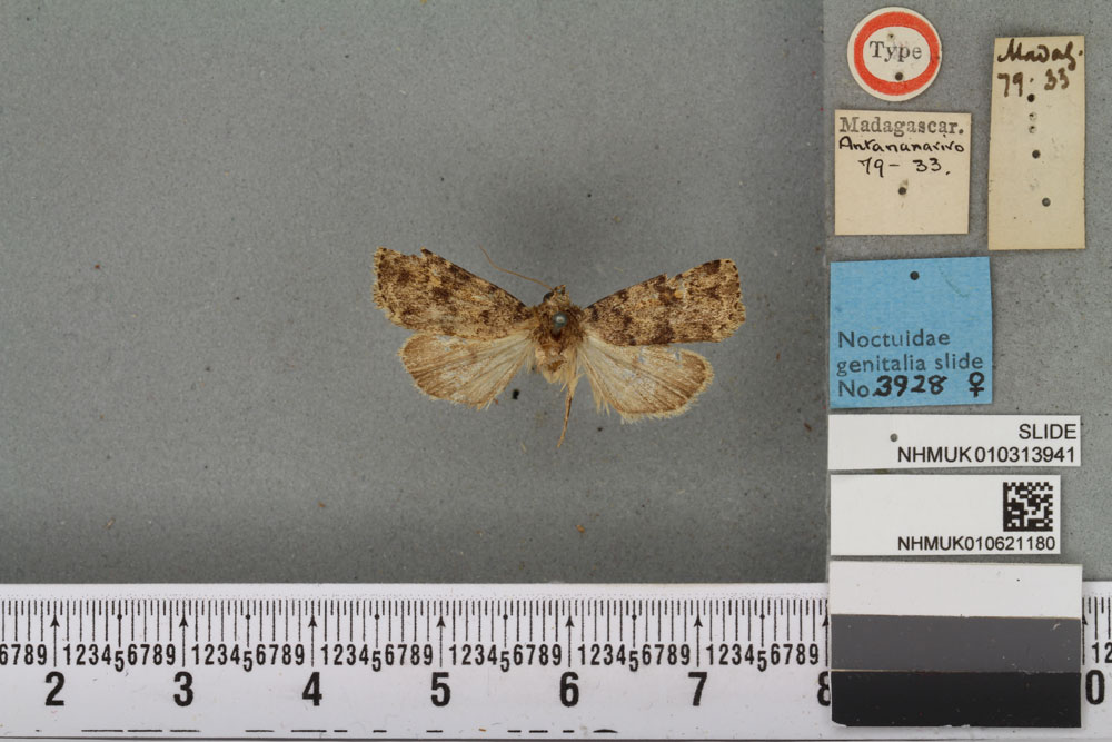 /filer/webapps/moths/media/images/S/spaelotidia_Athetis_HT_BMNHa.jpg