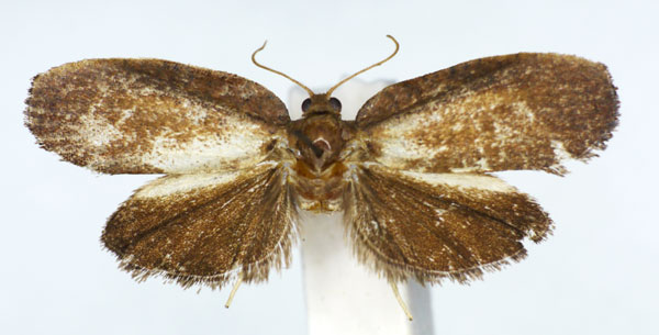 /filer/webapps/moths/media/images/S/spania_Labidosa_HT_RMCA.jpg