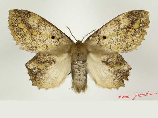 /filer/webapps/moths/media/images/S/spargata_Philotherma_AF_Alberta_01.jpg