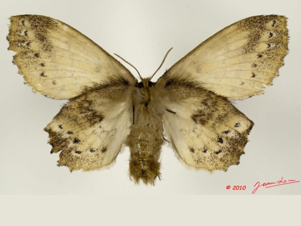 /filer/webapps/moths/media/images/S/spargata_Philotherma_AF_Albertb_01.jpg
